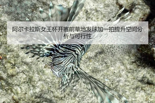 a-er-ka-la-si-nv-wang-bei-kai-sai-qian-cao-di-fa-qiu-jia-yi-pai-ti-sheng-kong-jian-fen-xi-yu-ke-xing-xing-2-370.jpg